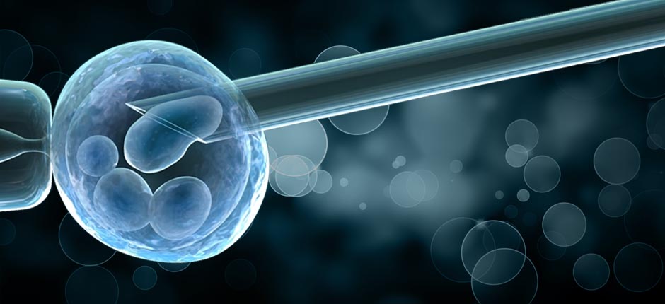 Egg Donor